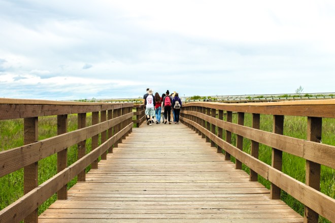 Alaska, scenery, tourist, mountain, marsh